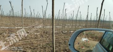 咸阳礼泉县 130亩 乔木林地 经营权转包