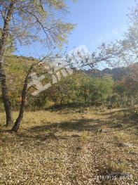 赤峰元宝山区 4200亩 畜牧养殖用地 经营权转让