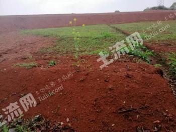 上饶万年县 350亩 旱地 经营权出租