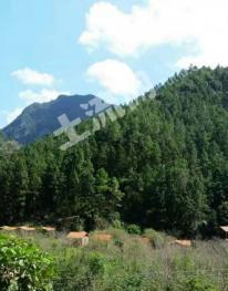 福州闽侯县58亩林地-灌木林地经营权转让