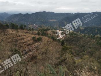 黔东南黎平县226亩其它林地经营权转让