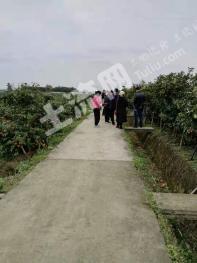 眉山东坡区100亩其它耕地经营权转让