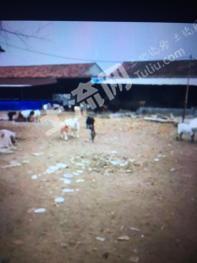 江苏淮安 12亩 畜牧养殖用地 经营权转让