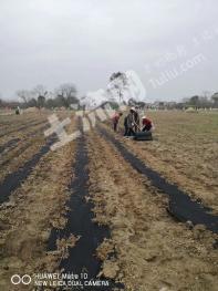 芜湖芜湖县 50亩 菜园 经营权出租