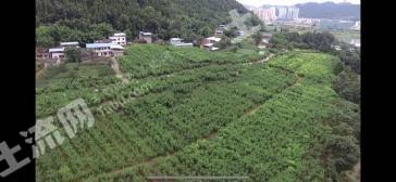 遂宁射洪县 370亩 旱地 经营权转让