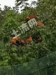 四川凉山 357亩 果园 经营权转让