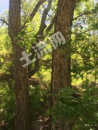 赤峰喀喇沁旗 673亩 有林地 经营权转让