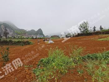 安顺紫云苗族布依族自治县 3.3亩 旱地 经营权转让