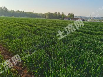 济宁泗水县 100亩 果园 经营权出租