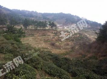 黄冈蕲春县 2080亩 有林地 经营权转让