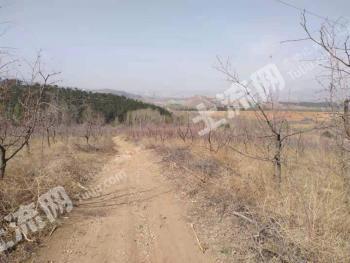 朝阳建平县 107亩 有林地 经营权转让