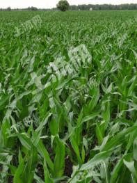 齐齐哈尔讷河市 90亩 旱地 经营权出租