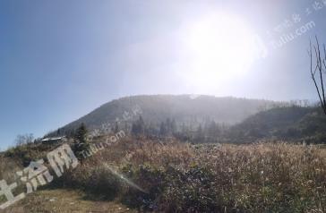 修文400亩猕猴桃果园经营权流转