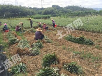 惠州龙门县80亩水田经营权转让