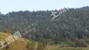 红河开远市 623亩 乔木林地 经营权转让