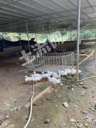 赣州定南县15亩养殖用地-综合养殖用地经营权出租