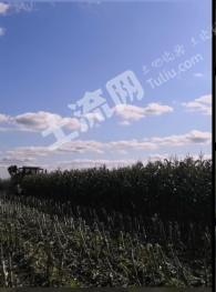 齐齐哈尔克山县 18亩 旱地 经营权转让