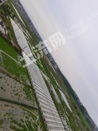 咸宁通城县 500亩 水田 经营权出租