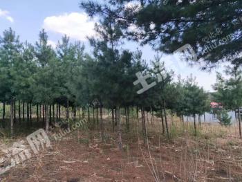 吉林梅河口 280亩 有林地 经营权转让