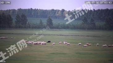 绥化肇东市 3000亩 畜牧养殖用地 经营权出租