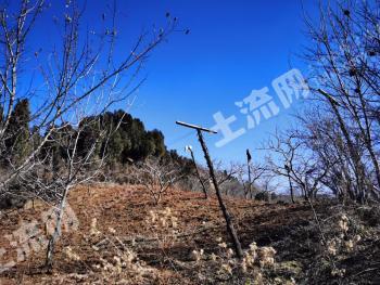 西安临潼区 200亩 其它林地 经营权出租