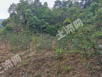 益阳安化县 2亩其他用地 民宿 农家乐 合作