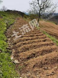 商洛洛南县 300亩  旱地 经营权转让