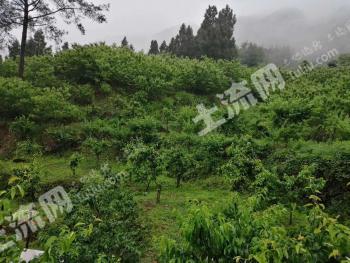 广元剑阁县45亩园地-果园经营权出租