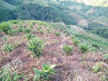 普洱市江城哈尼族彝族自治县150亩其它耕地经营权转让