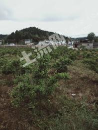 遂宁船山区150亩果园经营权转让