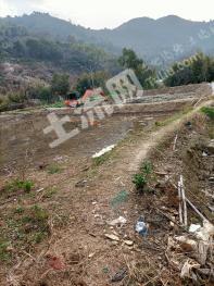 温州苍南县 3亩 水田 经营权出租