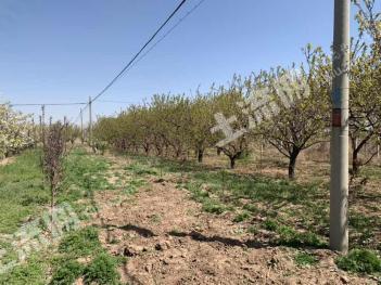 太原清徐县 10亩 果园 经营权转让