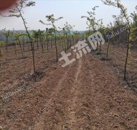 洛阳孟津县 450亩 水浇地 经营权转让