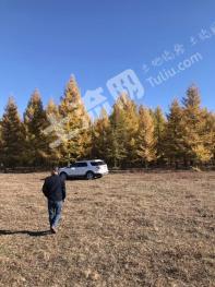 锡林郭勒盟西乌珠穆沁旗 2306亩 有林地 经营权转让