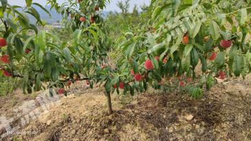 自贡荣县 50亩 果园 经营权转让或合作