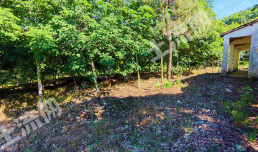 琼中黎黎母山镇 150亩 其它园地 经营权转让