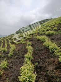 黔南三都水族自治县500亩茶园经营权转让