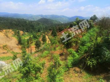 黔南龙里县200亩灌木林地经营权转让