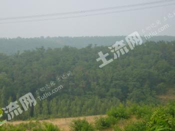 三门峡陕州区 1300亩 乔木林地 经营权转让