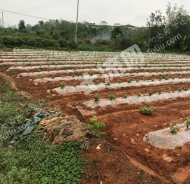 桂林雁山区1100平米宅基地使用权出租