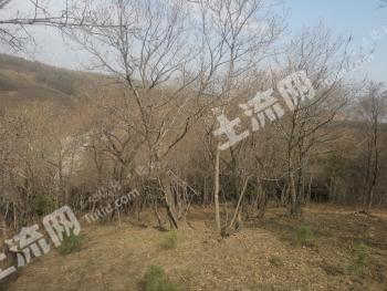哈尔滨宾县 200亩 有林地 经营权转让