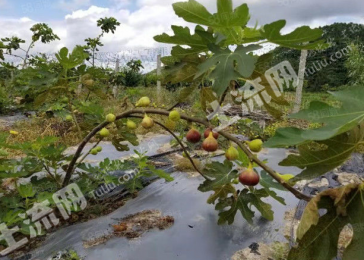 南宁武鸣区31968平米度假山庄出租出租