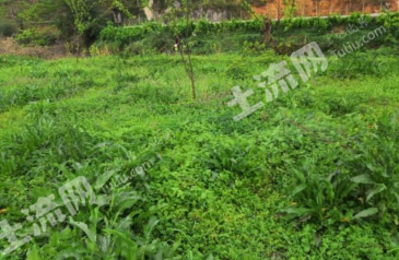 黔南瓮安县 15.3亩 旱地 出租