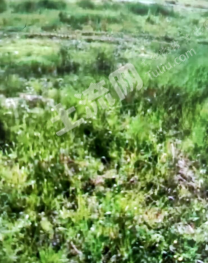 松原扶余市300亩天然牧草地经营权转让