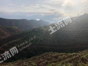 普洱市江城哈尼族彝族自治县 1000亩 乔木林地 经营权出租