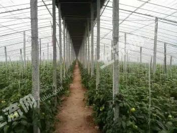 菏泽郓城县 14亩 水浇地 经营权出租