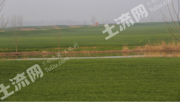 南阳唐河县 20亩 旱地 经营权出租