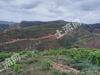 百色凌云县 2000亩 乔木林地 经营权转让