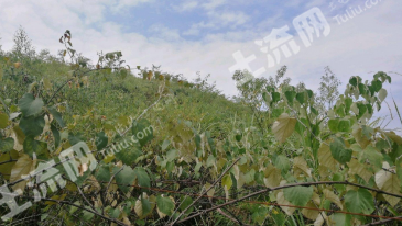 桂林永福县500亩其他林地经营权出租