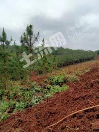 湖北荆门 200亩 有林地 经营权转让